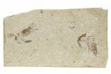 Two Cretaceous Fossil Shrimp - Lebanon #236031-1
